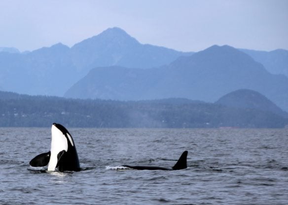 orcas with a backdrop of mountains