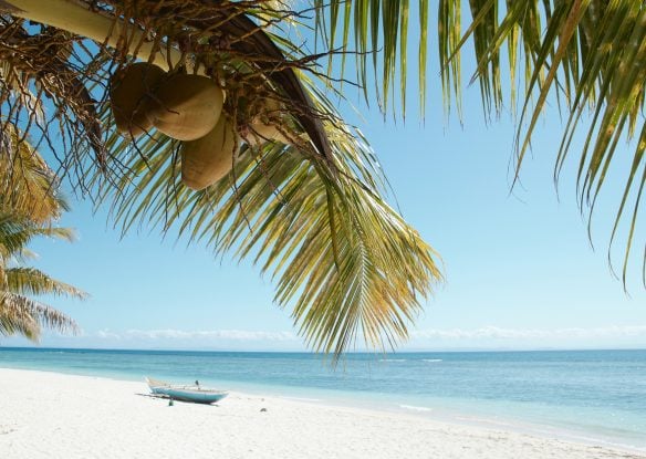 White sand beach with palm trees